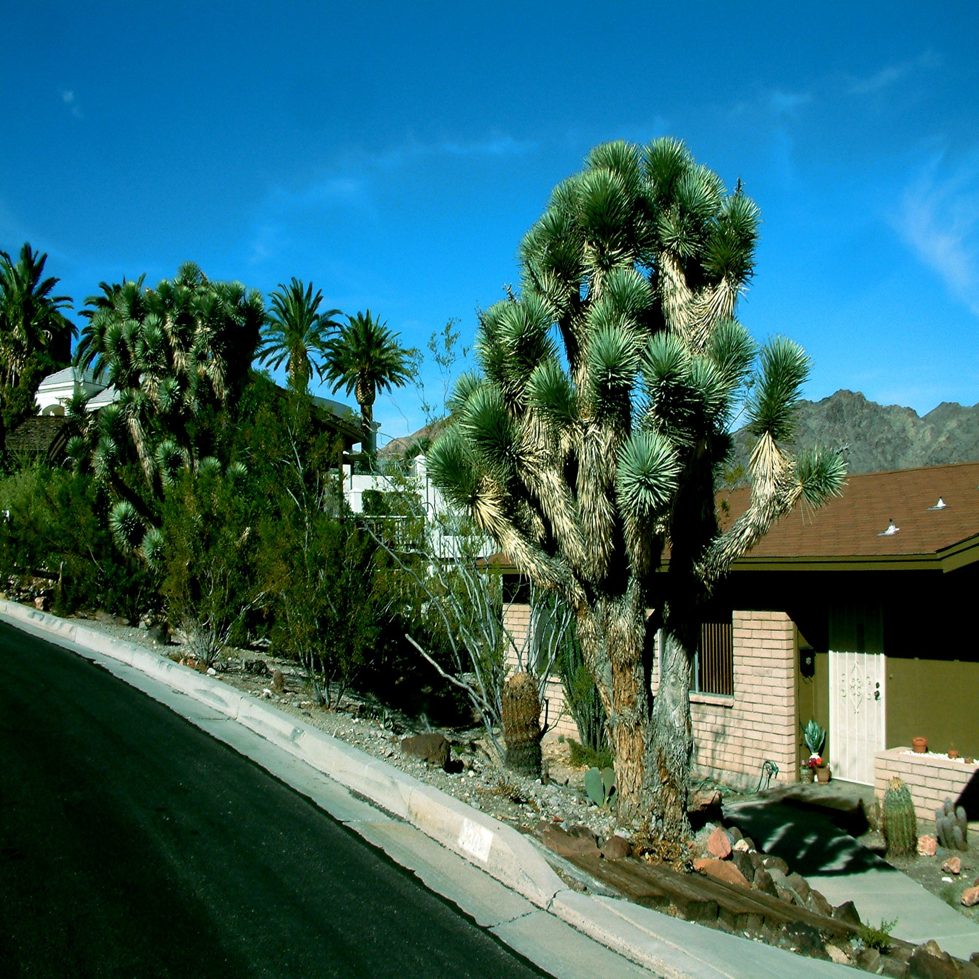 Street view of Joshua tree desert landscape in front of house.