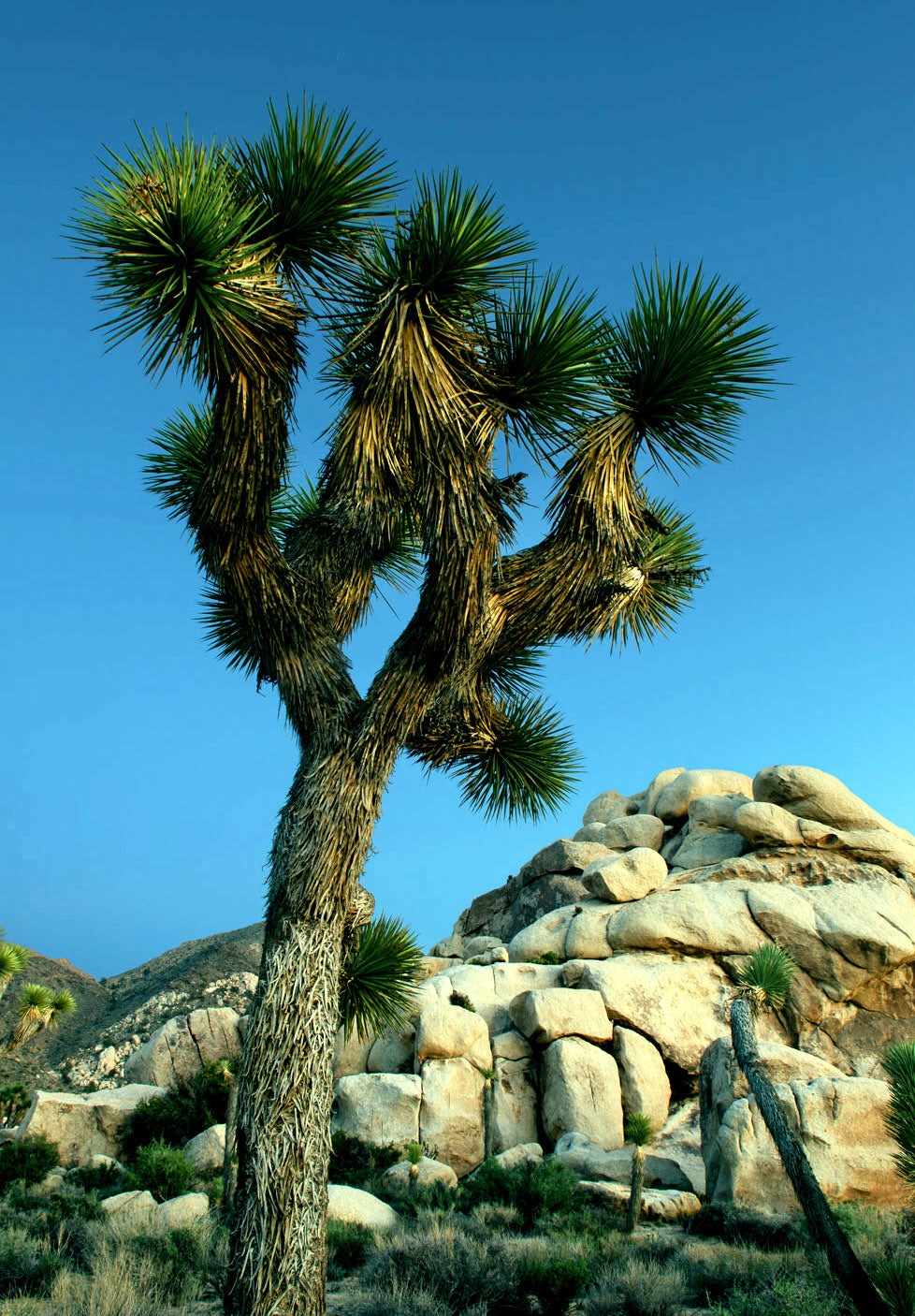 Joshua tree with large rock desert background and blue sky.