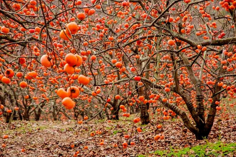 Orchard with Japanese persimmon trees bearing persimmon fruit on a leafless branch