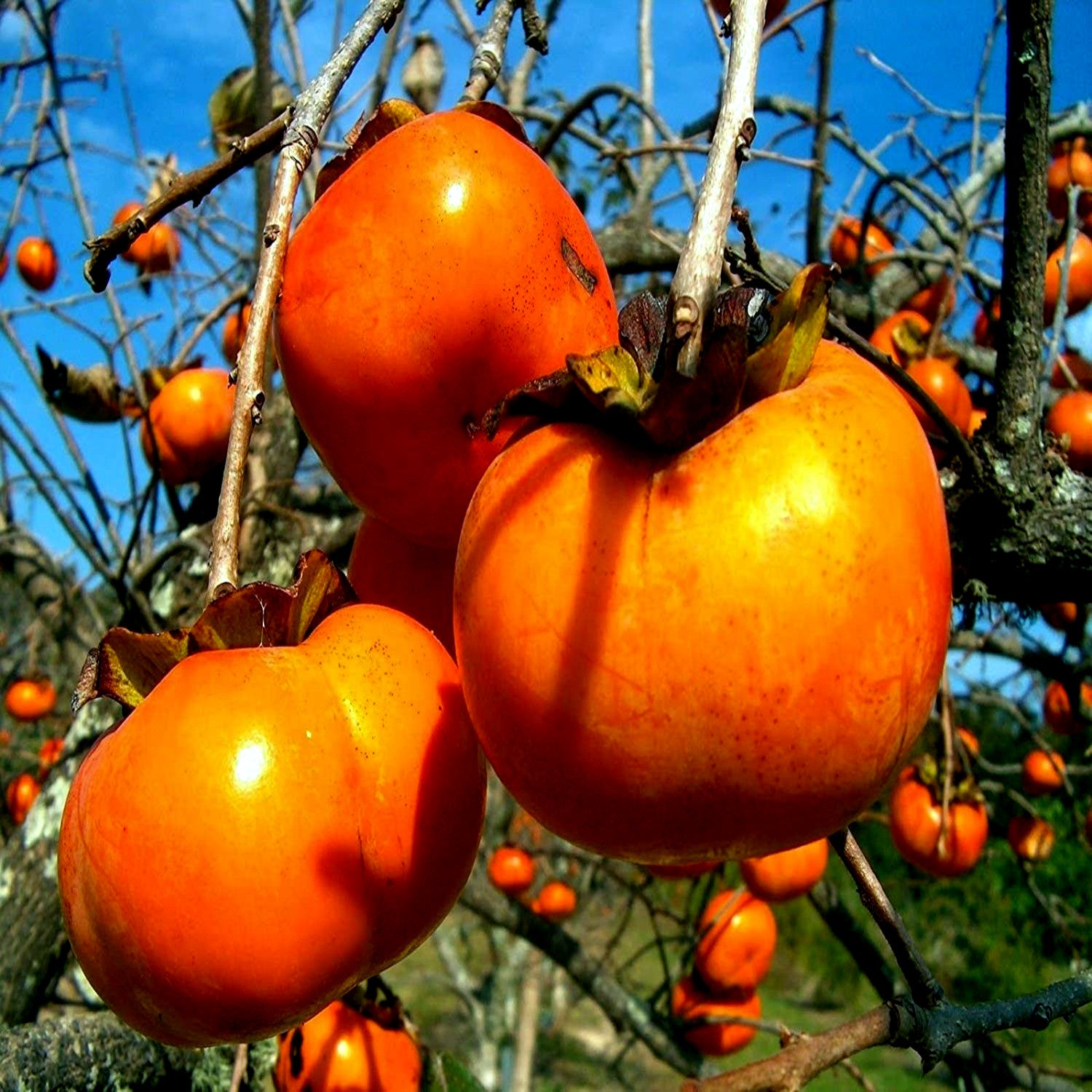 Orange Japanese Persimmon fruits hanging from a tree with a clear blue sky in the background