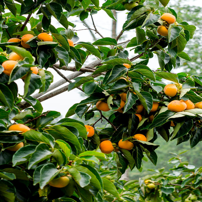 Orange Japanese persimmon fruits on a tree with green leaves