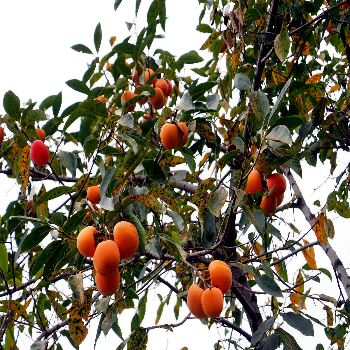 Orange Japanese persimmon fruits on a tree with green leaves