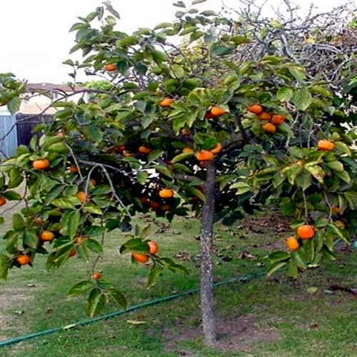 Japanese persimmon Tree with orange fruits in a garden setting