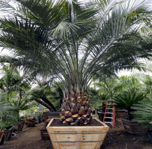 Large potted jelly palm tree in a garden setting with other plants and equipment.