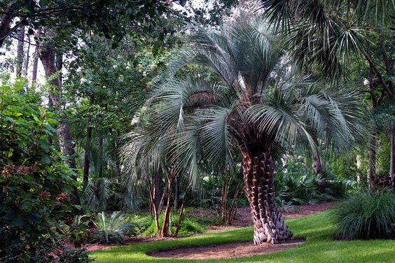 Tropical garden with Jelly palm tree and lush greenery. Pindo palm,  (Butia capitata)