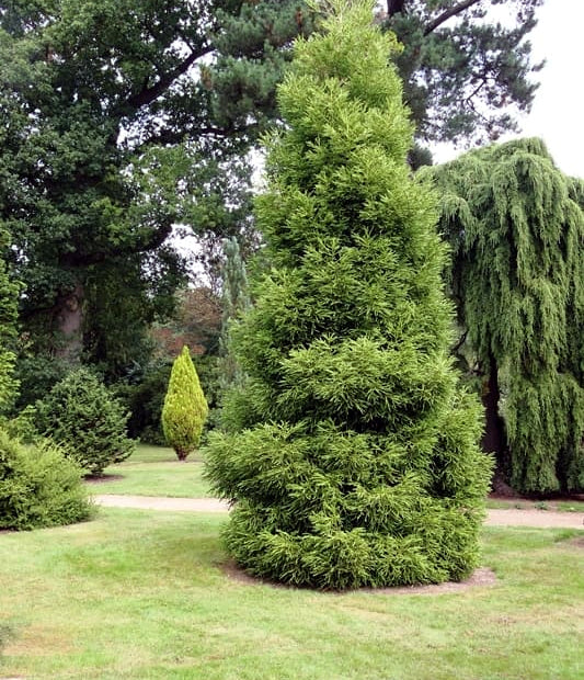 Tall coniferous Japanese red cedar tree in a garden setting with other trees and grass. (Cryptomeria japonica)