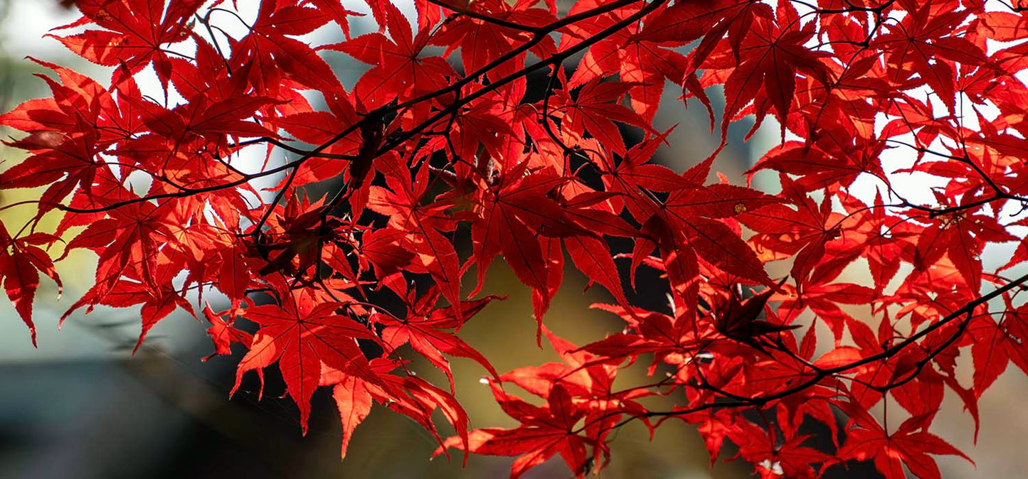 Close-up of vibrant Japanese red maple tree leaves on a branch against a blurred background. (Acer palmatum atropurpureum)