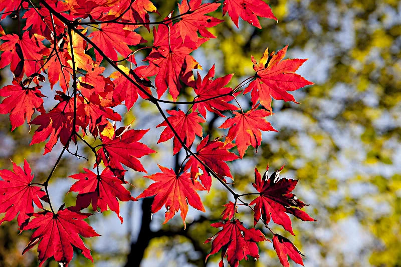 Close-up of Japanese red maple tree leaves with a blurred background. (Acer palmatum atropurpureum)