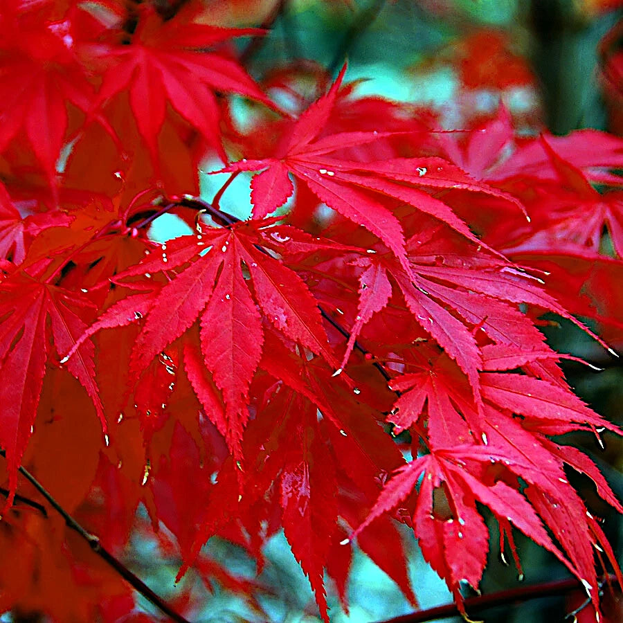 Close-up of vibrant Japanese red maple  tree leaves with a blurred green background. (Acer palmatum atropurpureum)