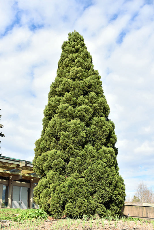 Tall green Japanese red cedar tree against a blue sky with white clouds