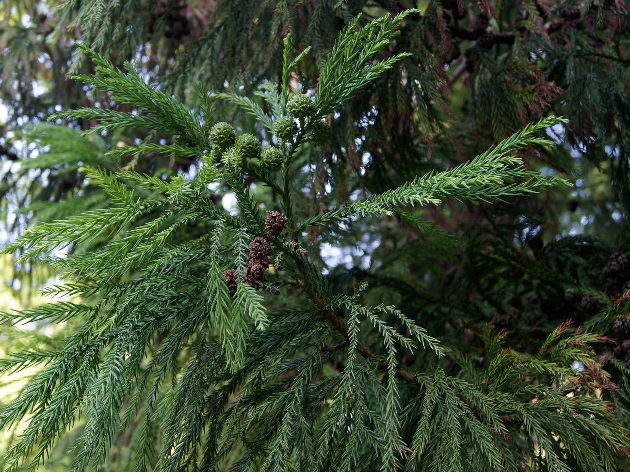Close-up of green Japanese red cedar tree branches with small cones against a blurred natural background. (Cryptomeria japonica)