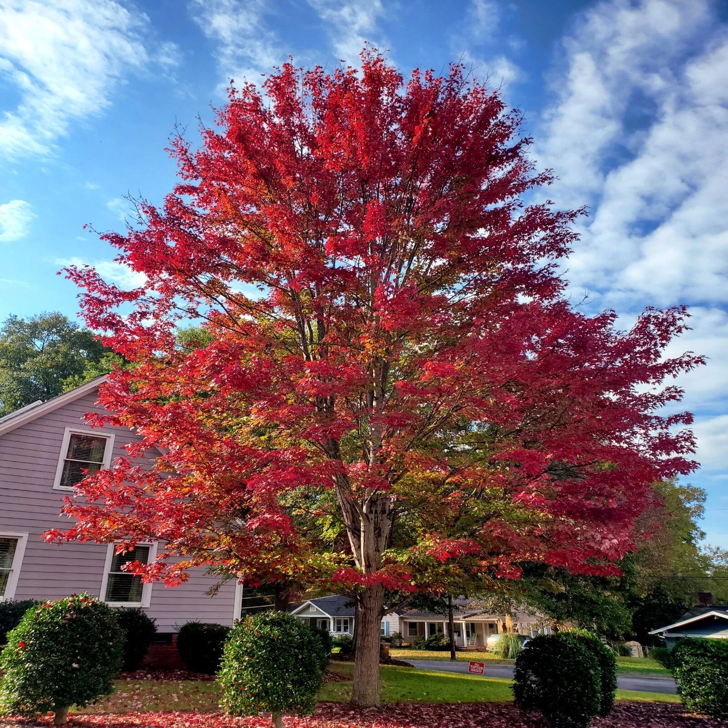 Japanese red maple tree with vibrant red leaves in front of a house with a blue sky.