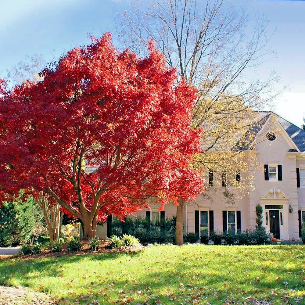 Japanese red maple tree in front of a white house with black shutters on a clear day. (Acer palmatum atropurpureum)