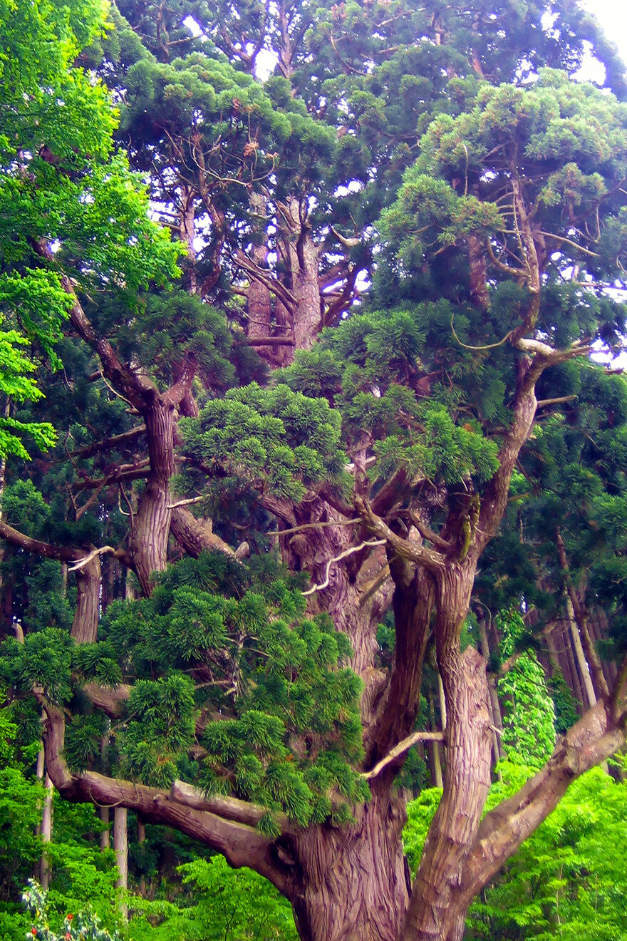 Large ancient Japanese red cedar tree with a thick trunk and sprawling branches in a forest setting. (Cryptomeria japonica)