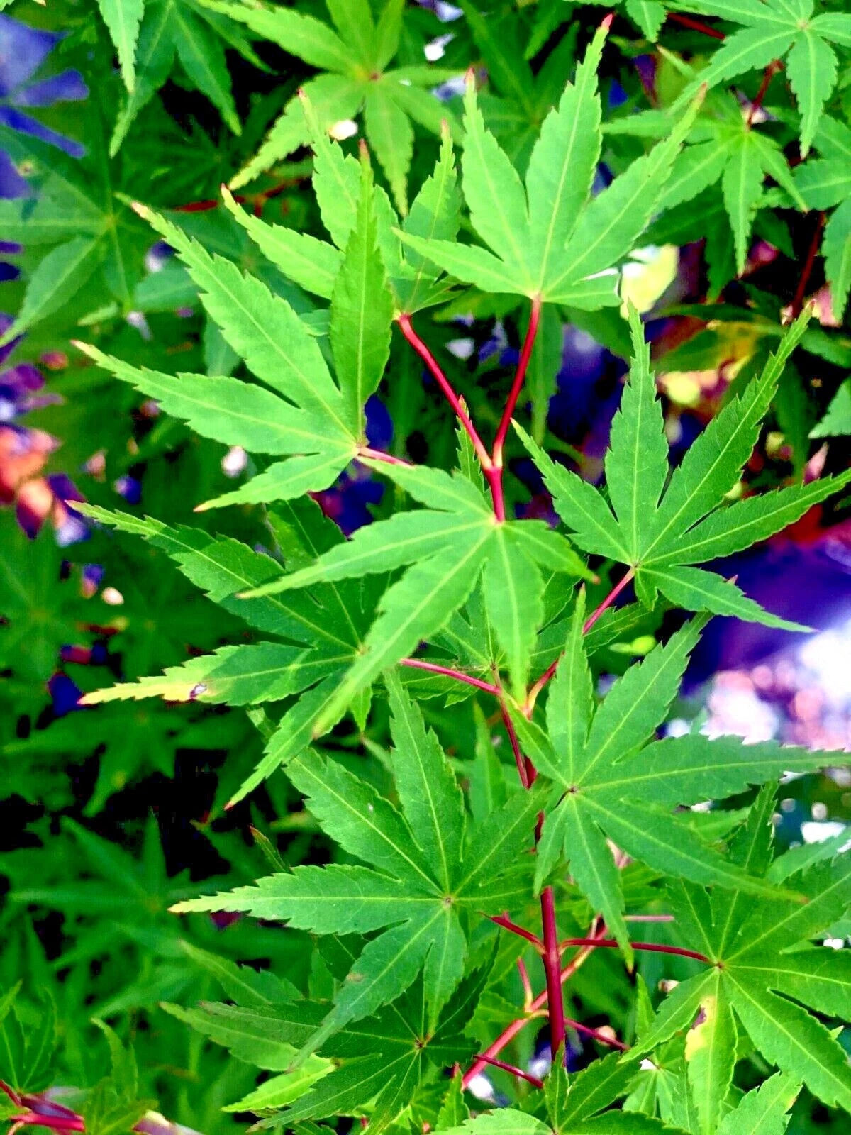 Close-up of green Japanese red maple tree leaves with a blurred background