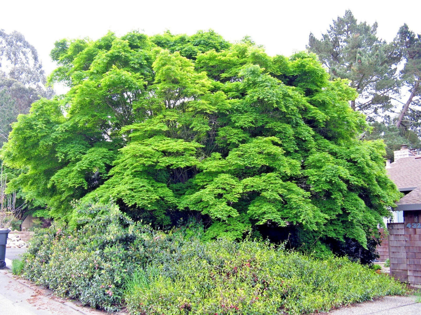 Large green Japanese red maple tree in a garden with shrubs and a building in the background