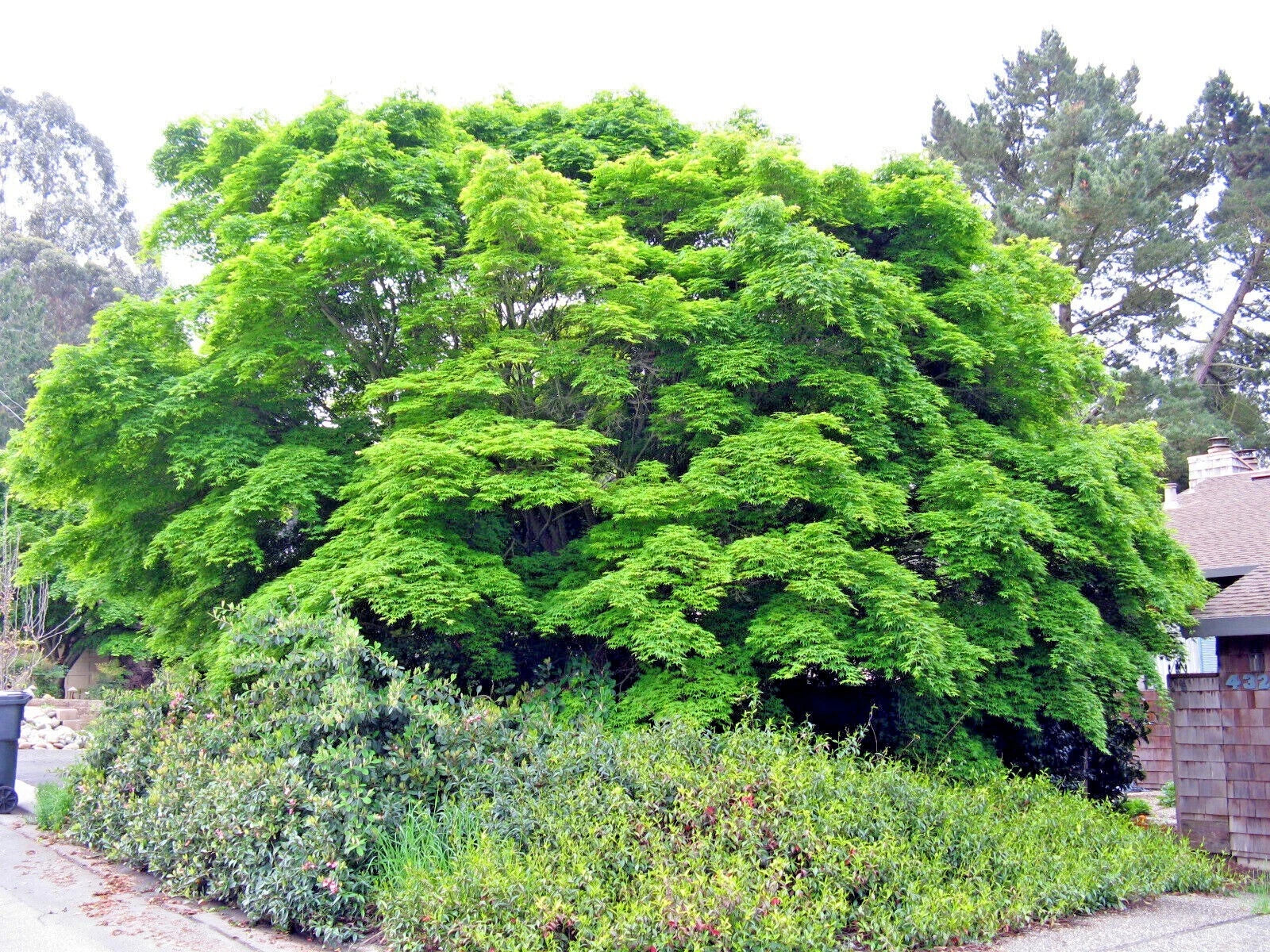 Large green Japanese red maple tree in a garden with shrubs and a building in the background