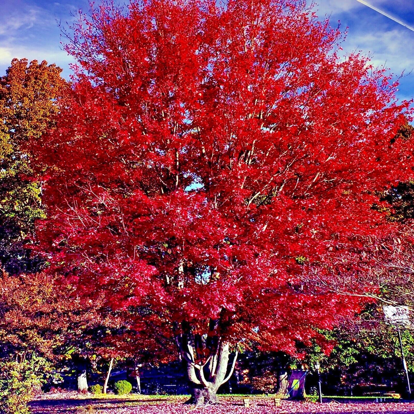 Japanese red maple tree with vibrant red foliage against a blue sky