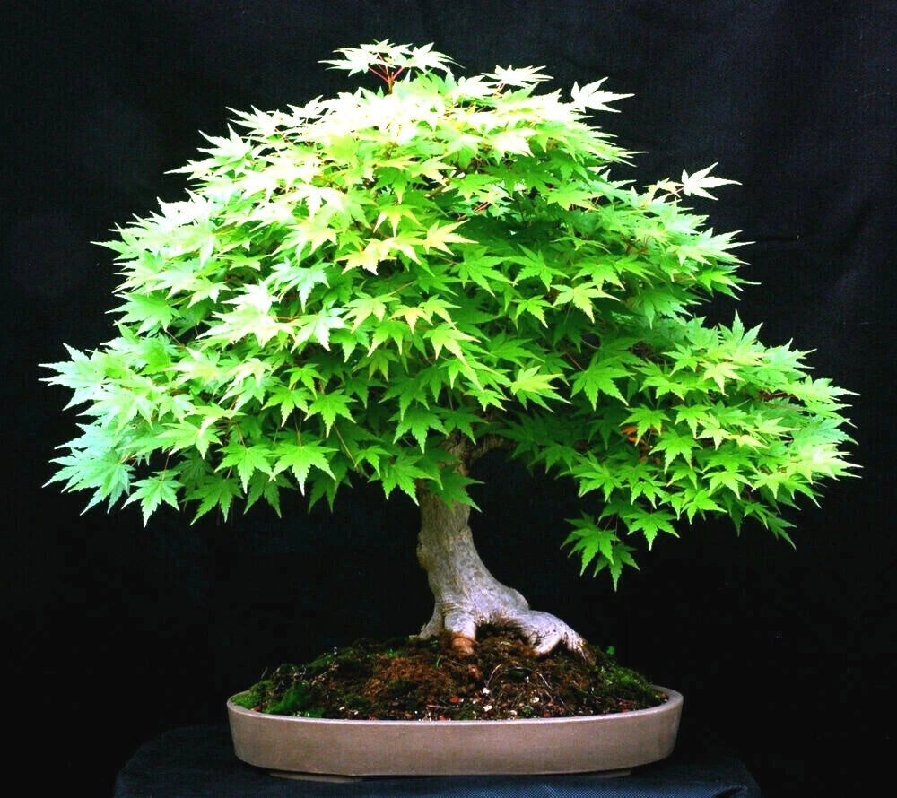 Japanese maple bonsai tree with vibrant green leaves on a black background