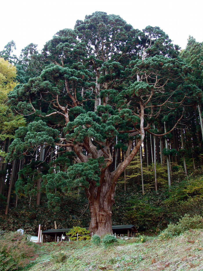Large ancient Japanese red cedar tree in a forest setting with a clear sky. (Cryptomeria japonica)