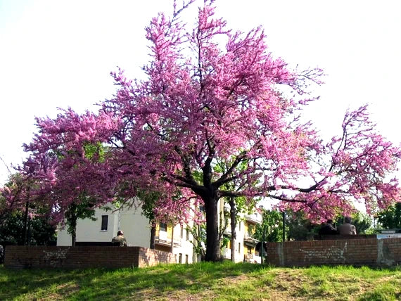 Judas tree with pink blossoms in a residential area. Cercis siliquastrum