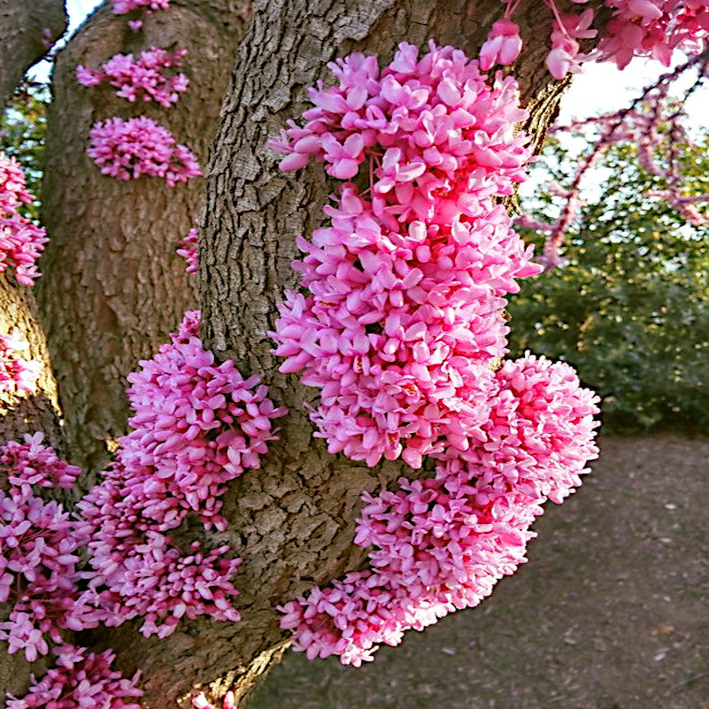 Pink flowers on a Judas tree trunk with a blurred background