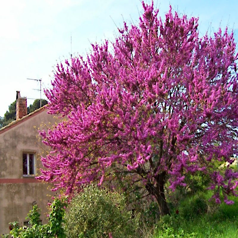 Judas tree with pink flowers in front of a building. Mediterranean Redbud