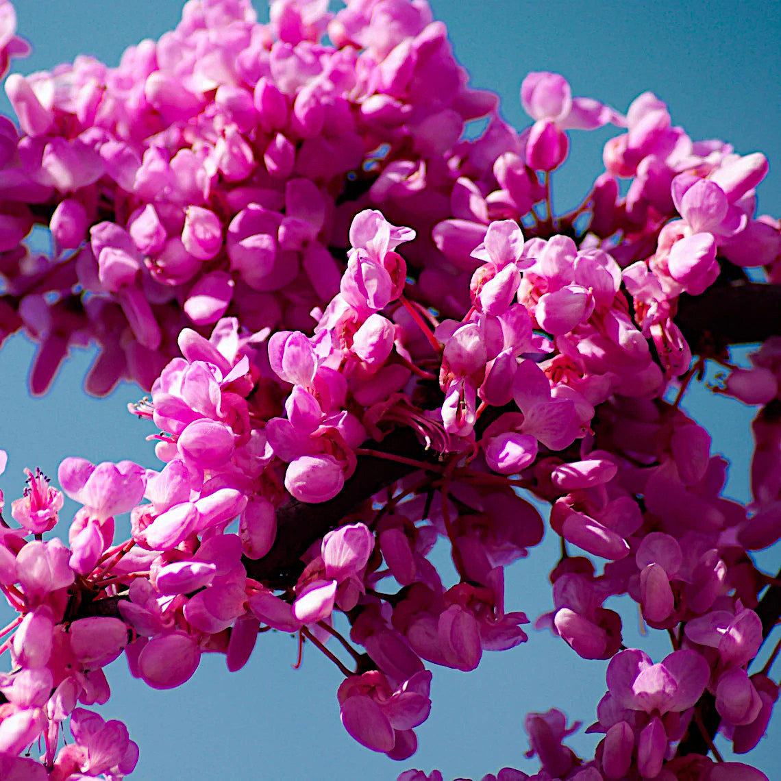 Close-up of pink flowers on Judas tree branch against a clear blue sky. Mediterranean Redbud