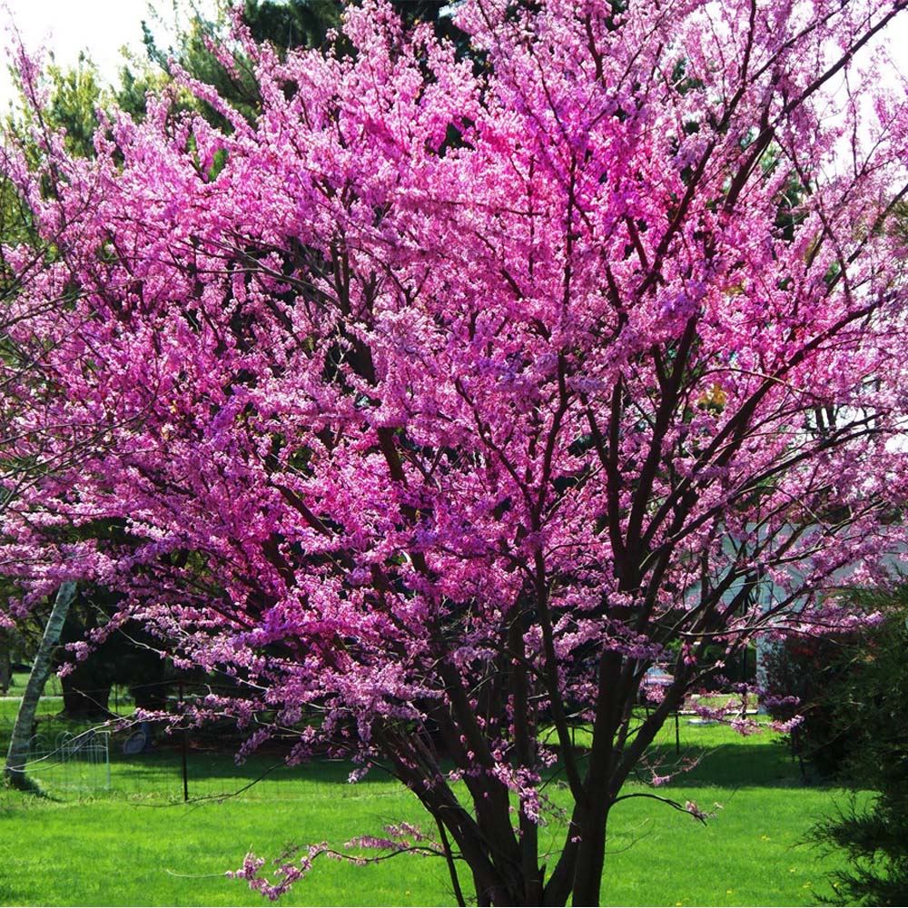 Pink flowering Judas tree in a park with green grass and trees in the background. Mediterranean Redbud