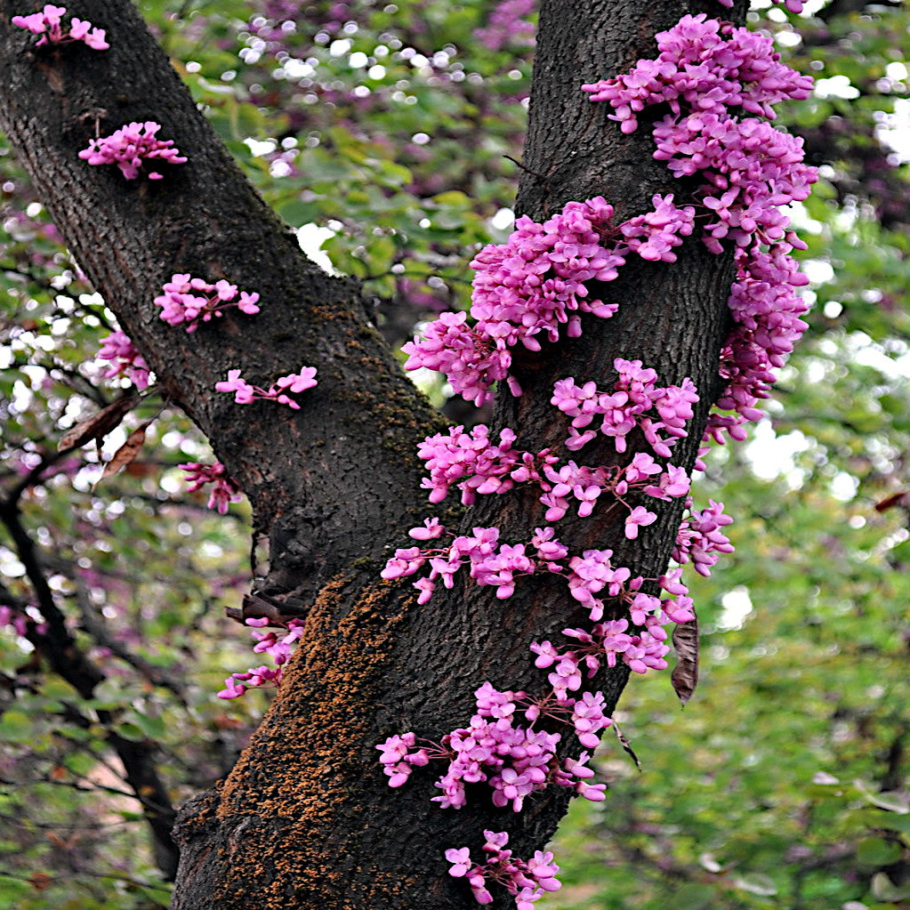 Pink flowers on a Judas tree trunk with a blurred green background. (Cercis siliquastrum)