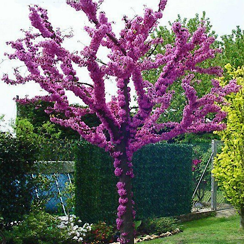 Purple flowering Judas tree in a garden setting with green bushes and trees in the background. Mediterranean Redbud (Cercis siliquastrum)