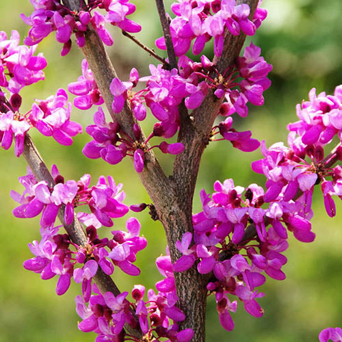 Close-up of a Judas tree branch with pink flowers against a blurred green background. Mediterranean Redbud