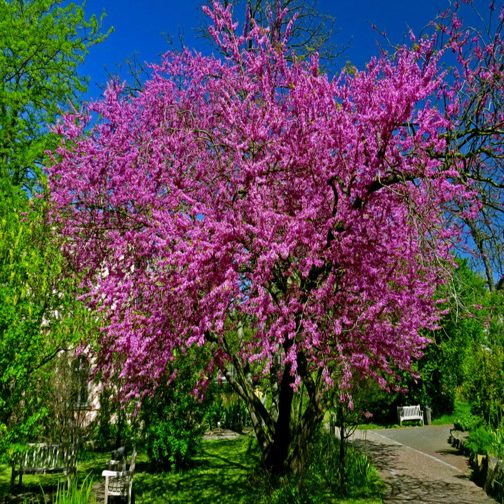 Judas tree with pink blossoms in a park setting. (Cercis siliquastrum)