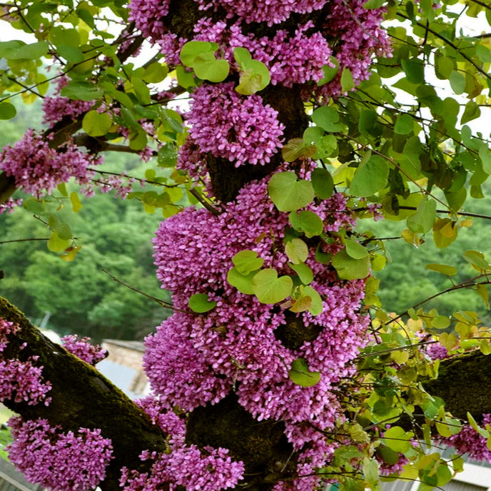 Judas tree with pink flowers and green leaves against a blurred natural background. (Cercis siliquastrum)