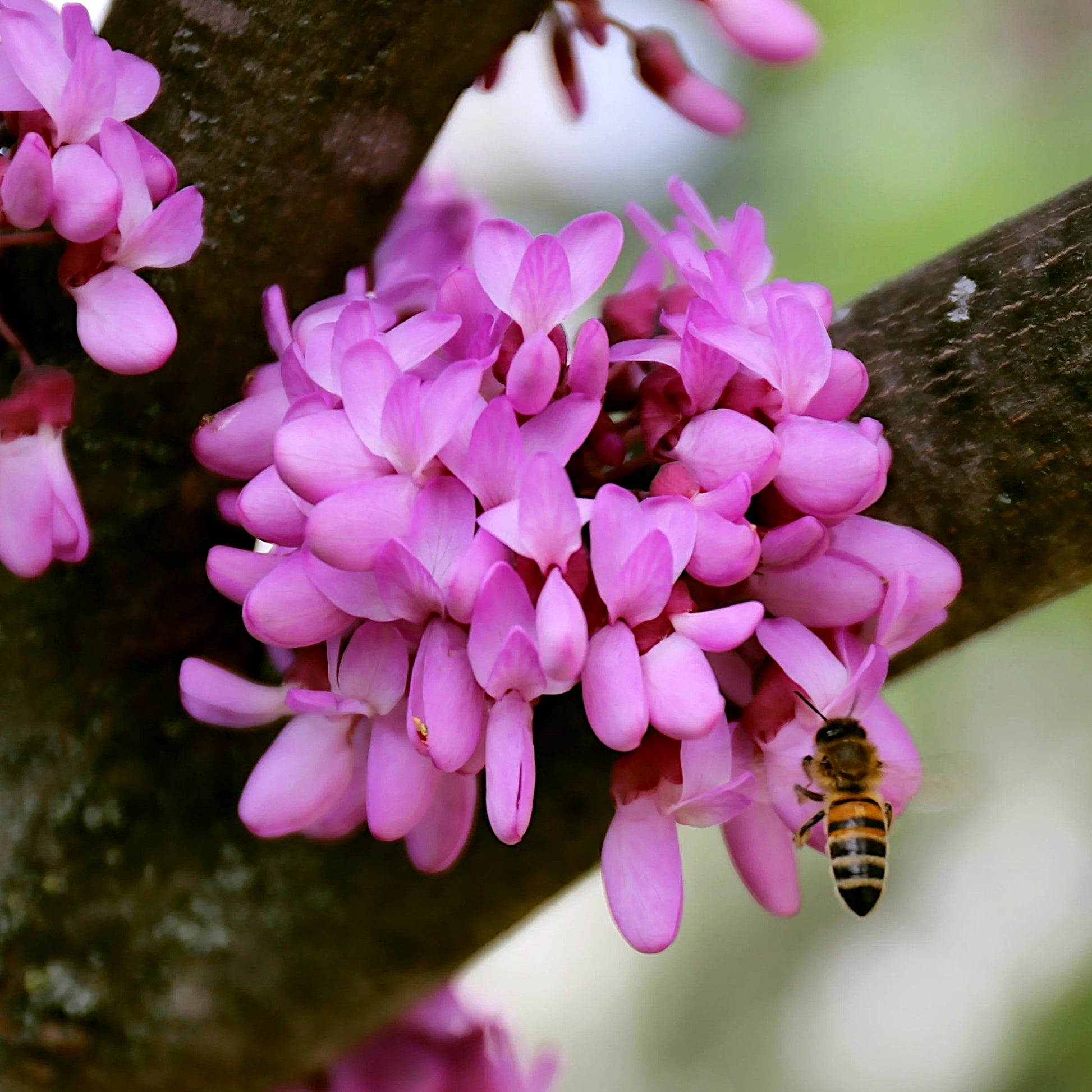Pink flowers with a bee on a Judas tree branch. (Cercis siliquastrum)