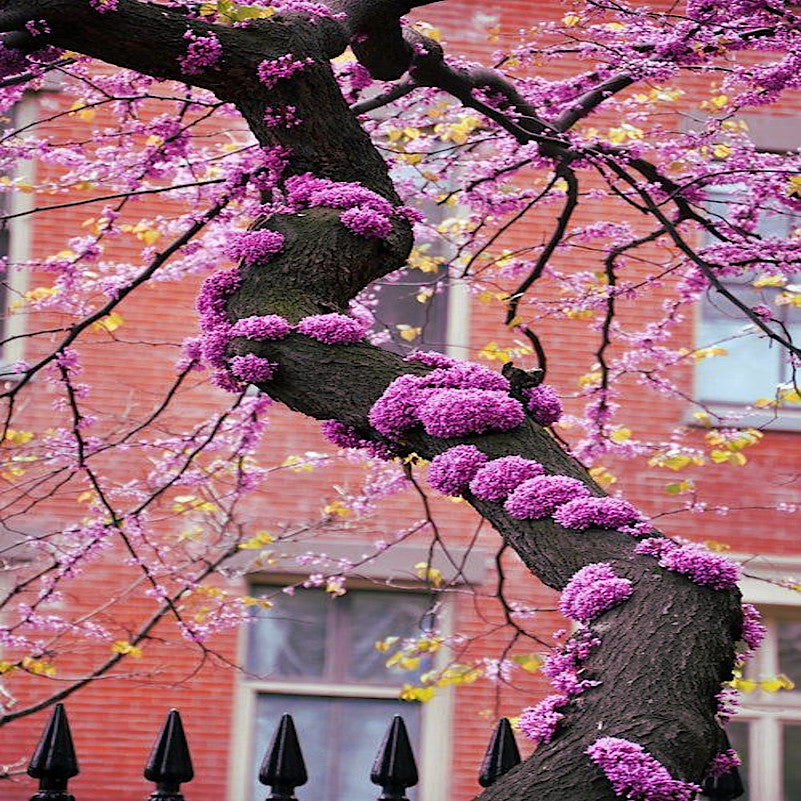 Judas tree with pink blossoms against a red brick building. (Cercis siliquastrum)