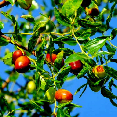 Red Chinese date fruits on a tree branch with green leaves against a blue sky