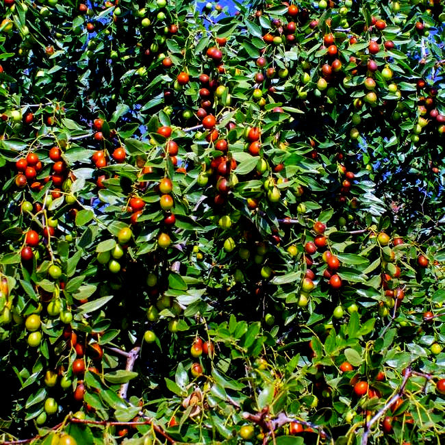 Jujube Tree with green and red fruits