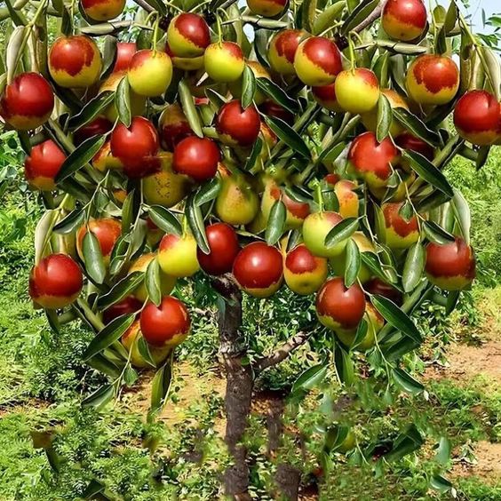Jujube Tree with red and green Chinese date fruits in an orchard