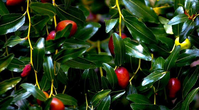 Red Jujube fruits on green leaves