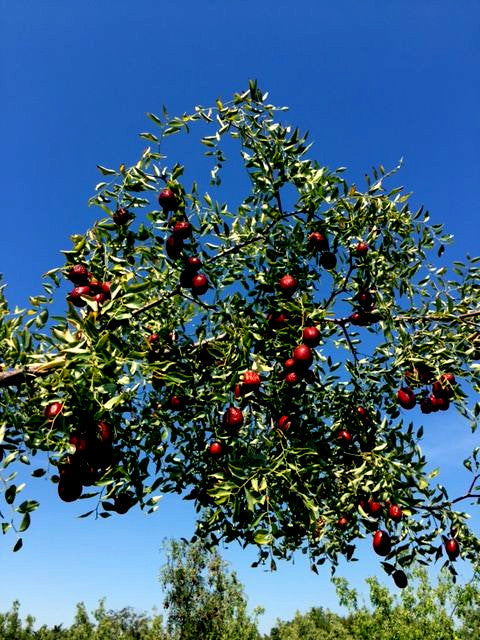 Jujube Tree with red fruits against a clear blue sky