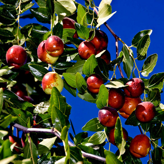 Red Jujube Chinese Date fruits on a tree branch against a blue sky.  (Ziziphus jujuba)