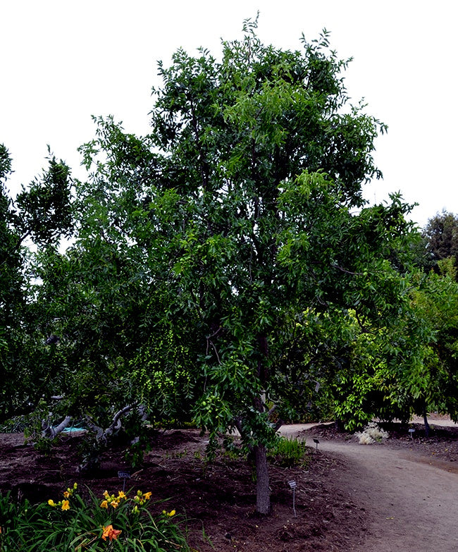 Large Jujube tree with green foliage in a natural setting