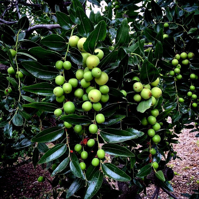 Green Jujube fruits hanging from a tree with leaves