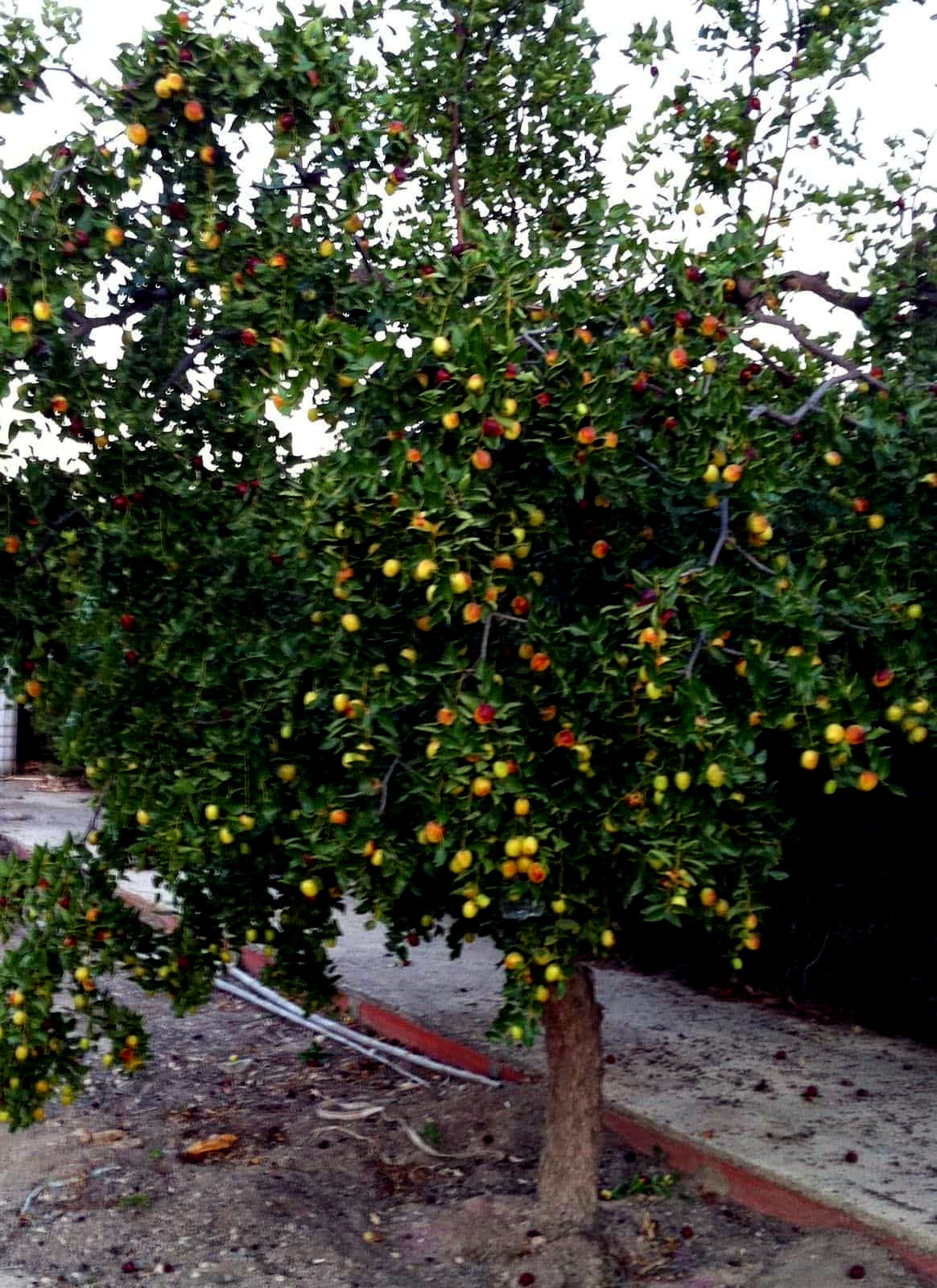 Jujube Tree with fruits on a cloudy day