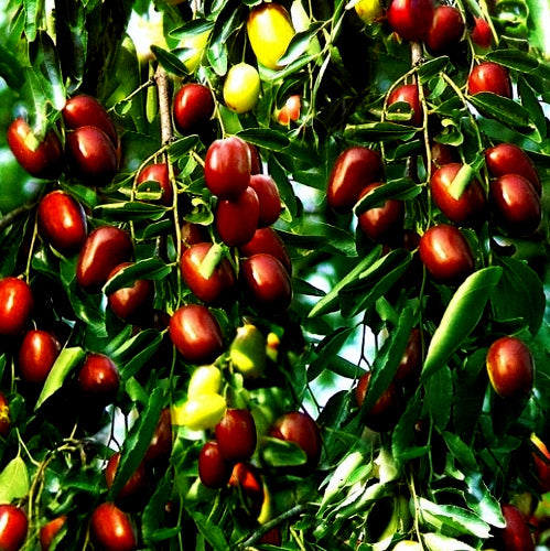 Close-up of a jujube fruit tree with red and green fruits.