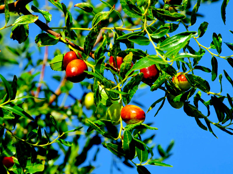 Red Jujube fruits on a tree branch with green leaves against a blue sky