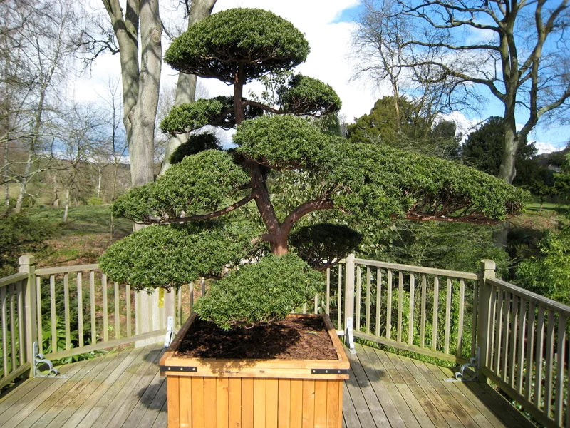Japanese Yew Bonsai tree with Cloud pruning in wooden specimen container. 