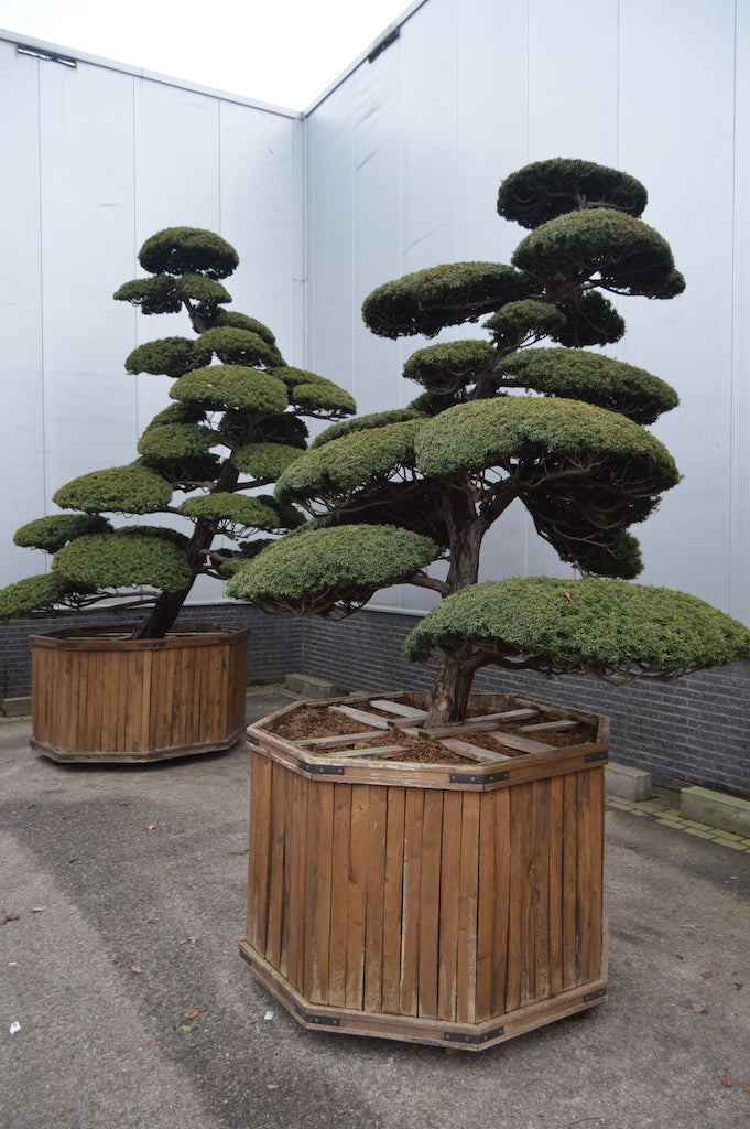 Japanese Yew trees with Niwaki cloud tree pruning in wooden specimen containers with grey wall background.