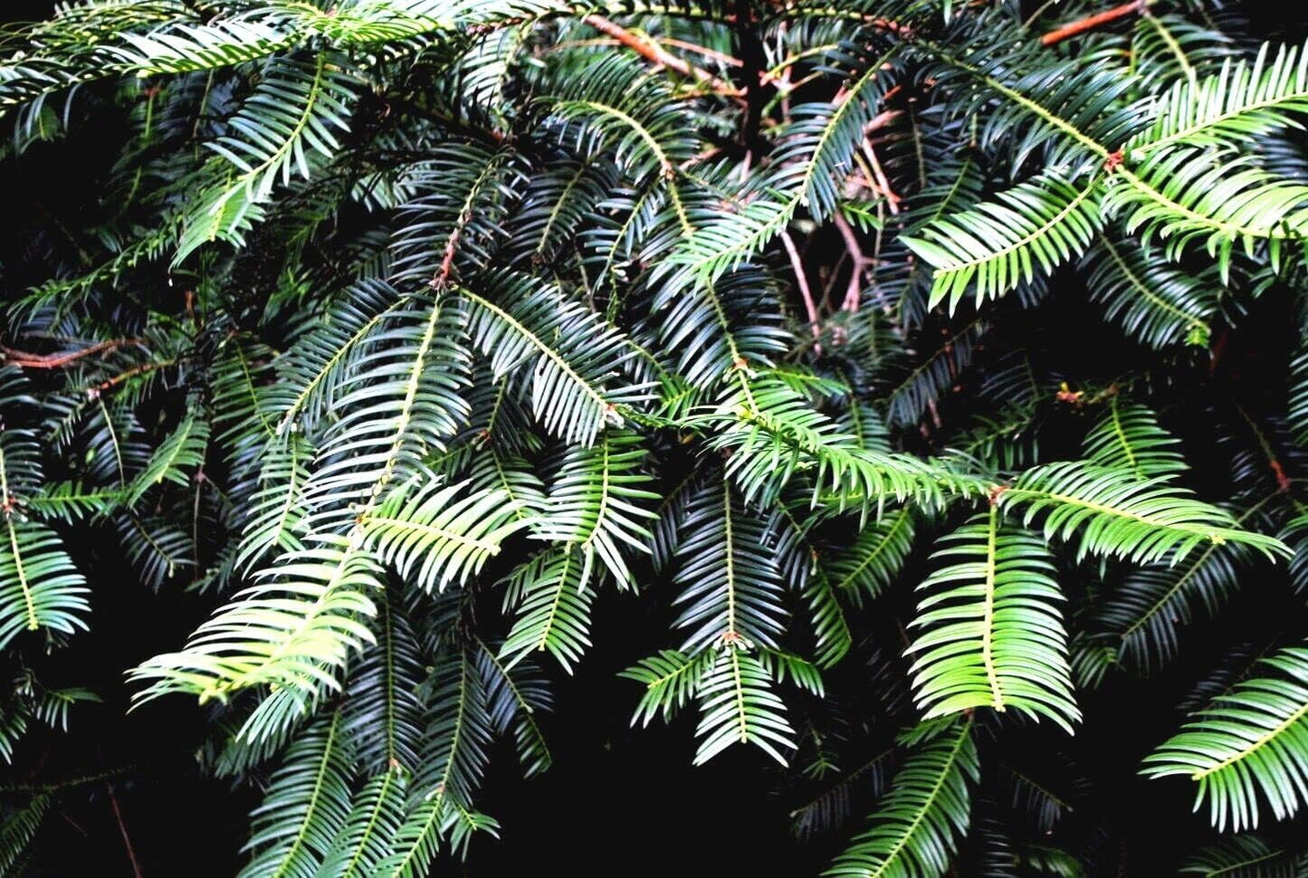 Close up view of Japanese spreading yew tree green needle-like leaves.
